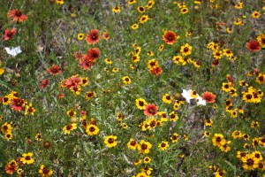 2012 01 07 Cannon 120