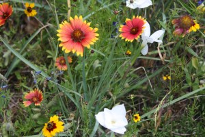 2012 01 07 Cannon 137