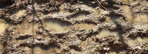 MudPrints_598x220
