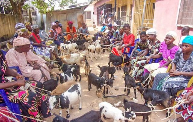 p12_goatsforwidows_0318-768x486